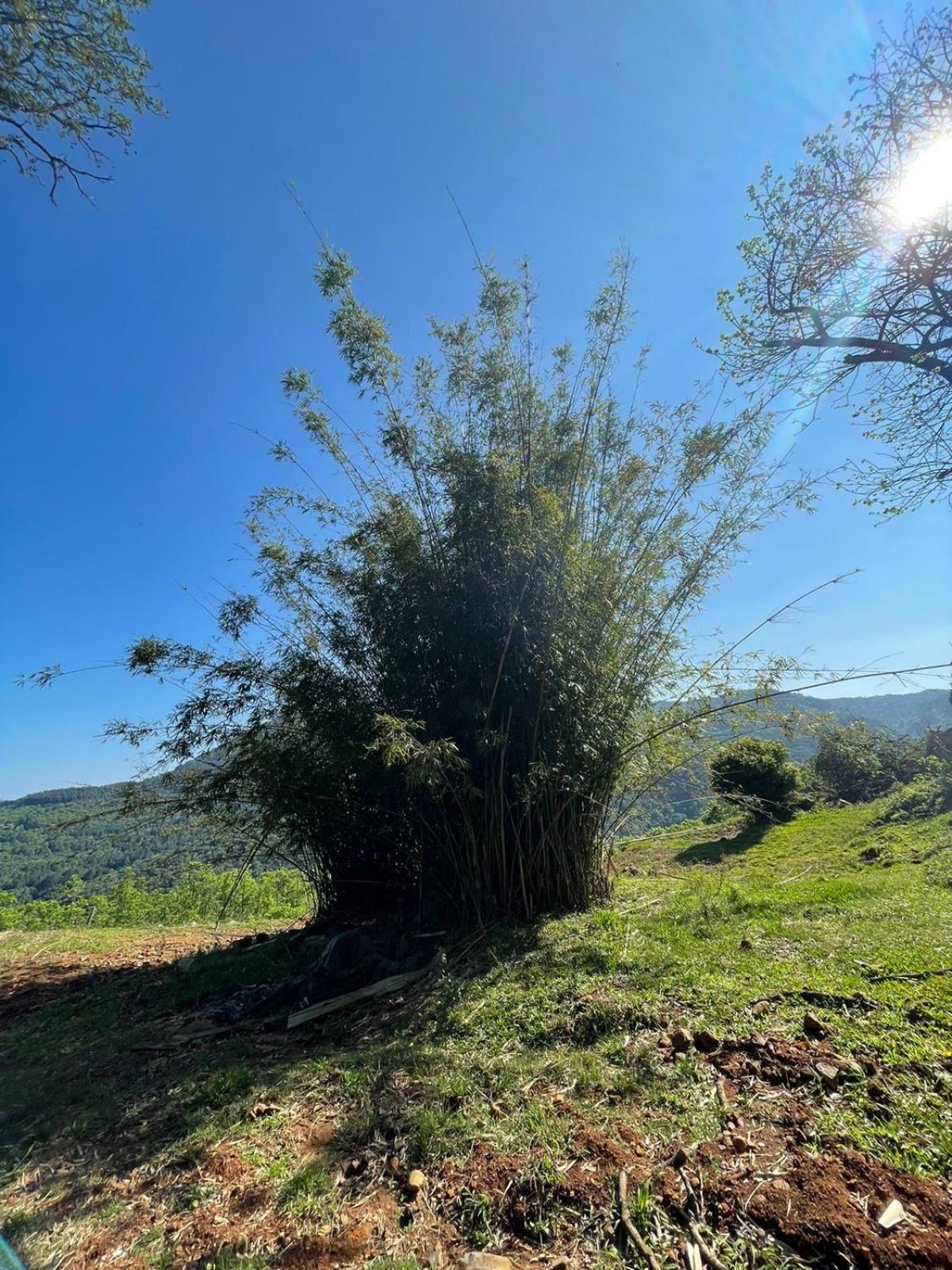 Chales Vista Do Paraiso Canela Exteriér fotografie